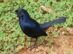 Black-Robin.JPG (221 KB)